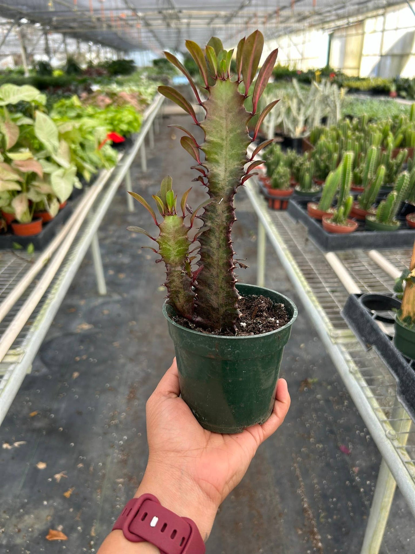 Euphorbia 'Trigona Rubra' - 4" Pot