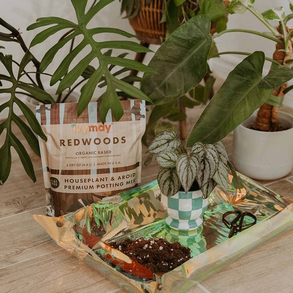 Houseplant & Aroid Mix 4 Qt