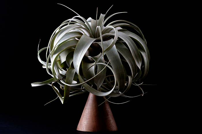 Tillandsia Xerographica - "Queen of Air Plants" | Live Plant: Medium: 6 Inch