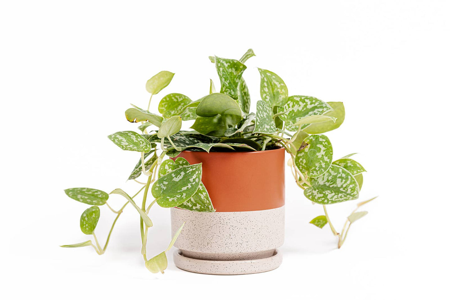 8.25" Red pots saucer