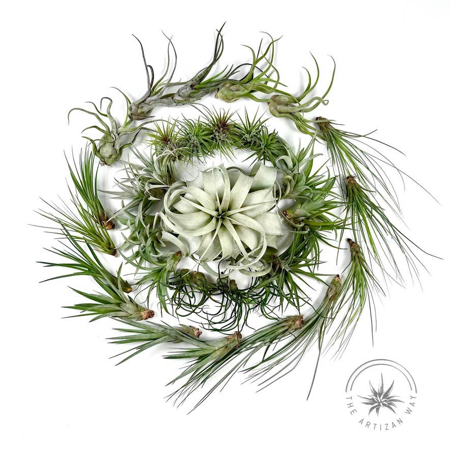 The Essentials - Air Plant Bundle (36 Plants)