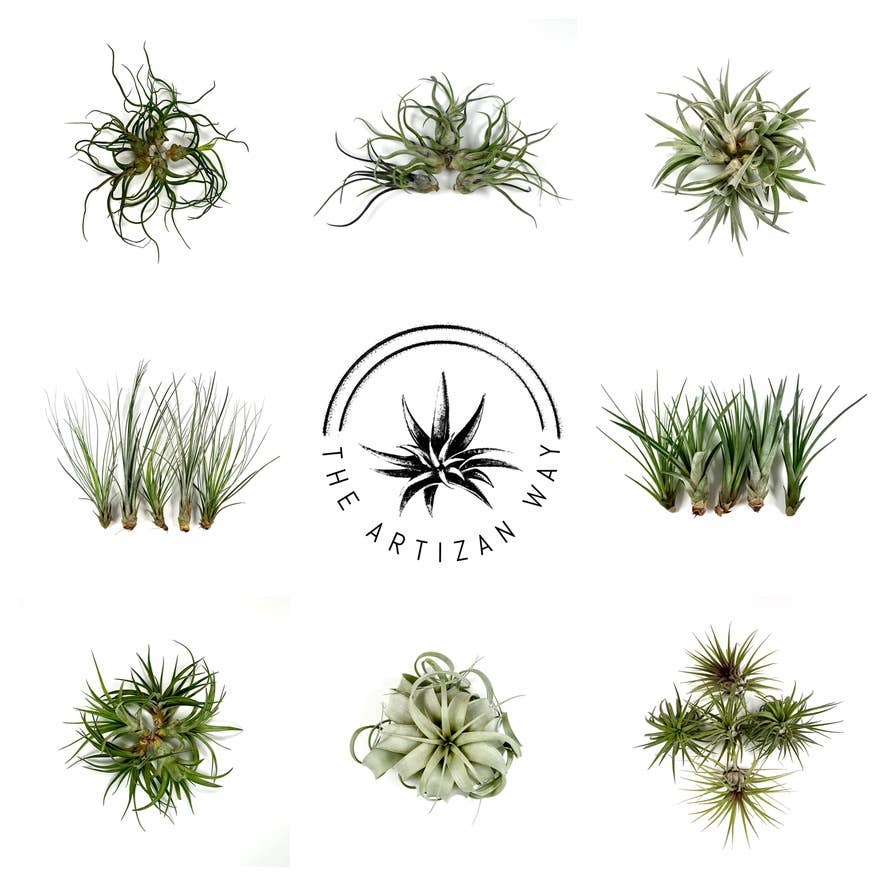 The Essentials - Air Plant Bundle (36 Plants)
