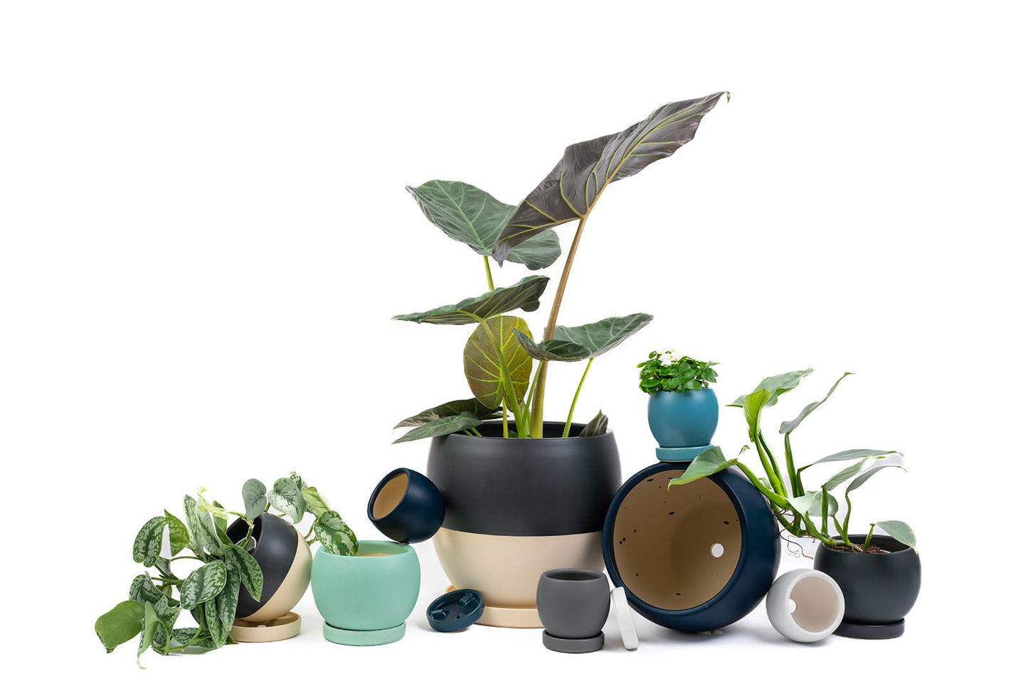 4.25" Bollé Pots w/Water Saucers - 8pc/cspk
