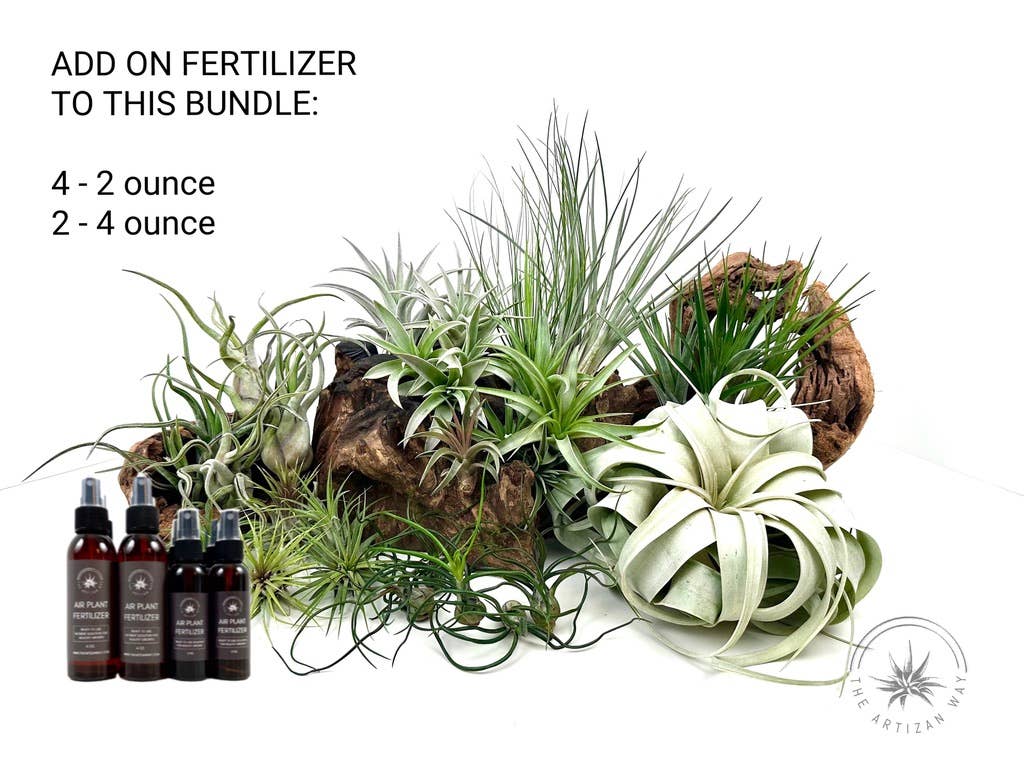 The Essentials - Air Plant Bundle (36 Plants)