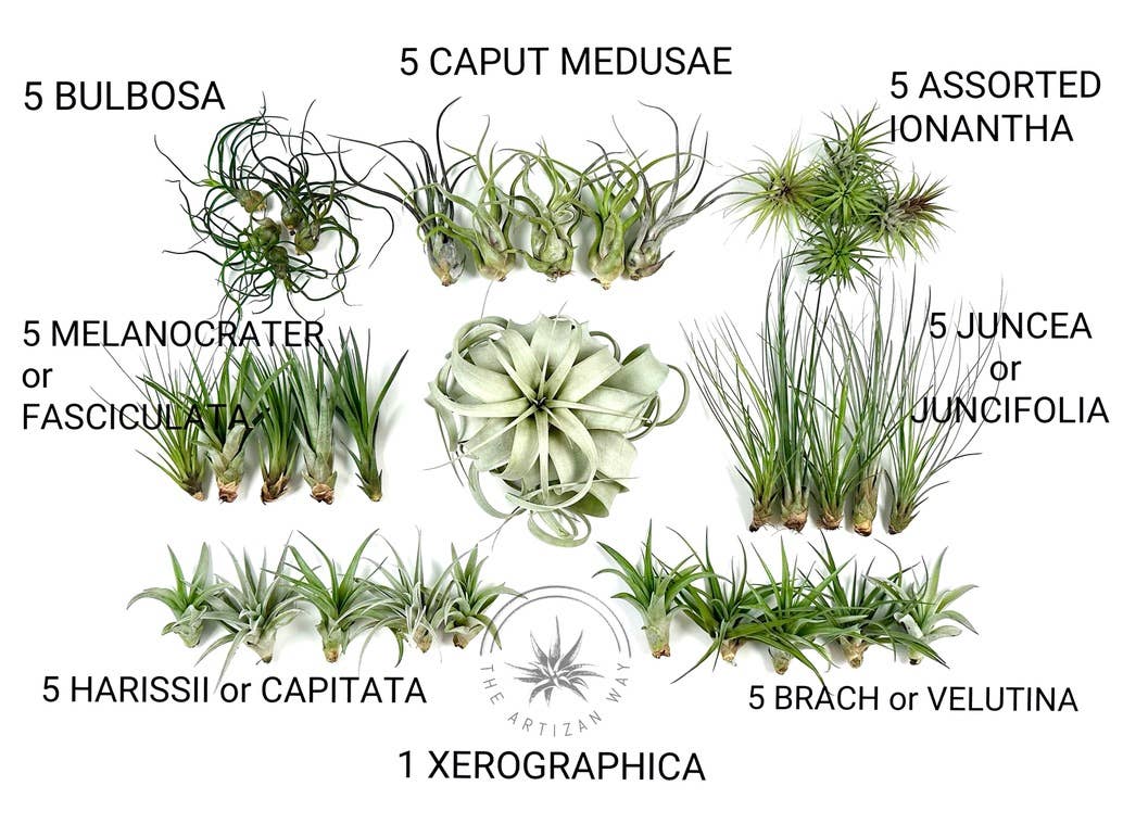 The Essentials - Air Plant Bundle (36 Plants)