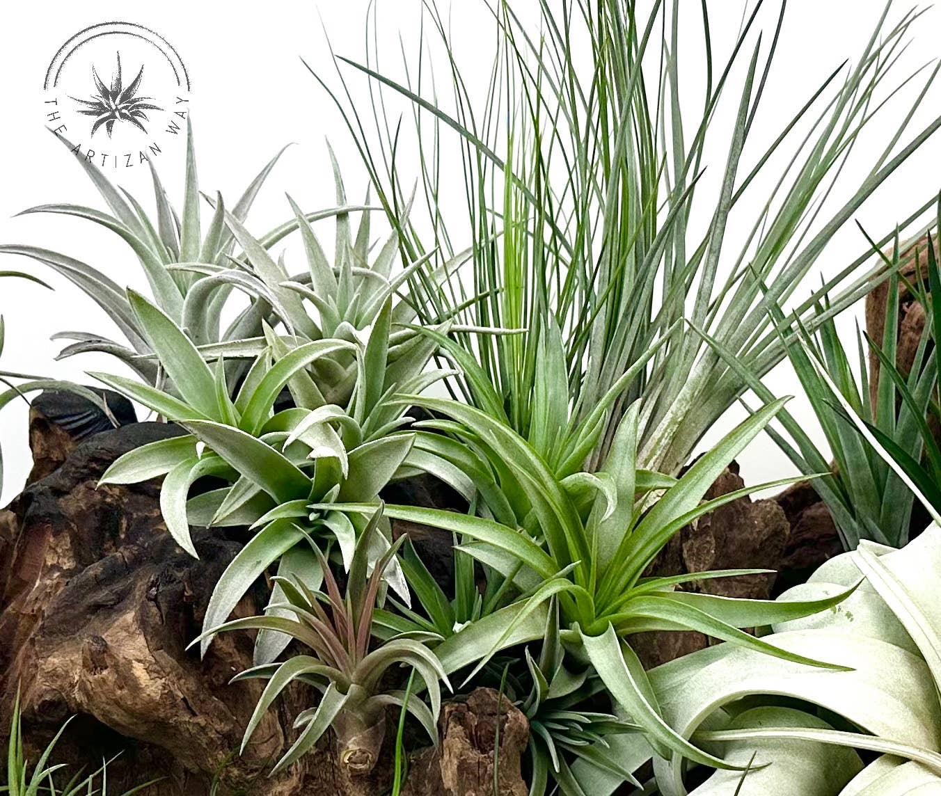 The Essentials - Air Plant Bundle (36 Plants)
