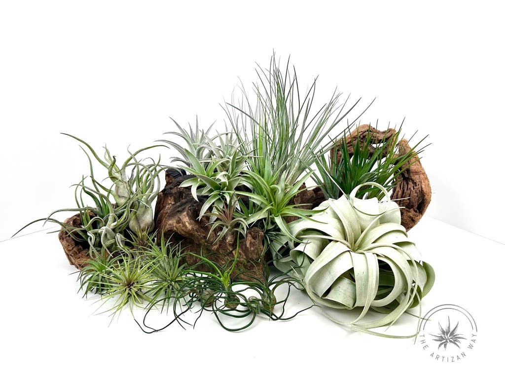 The Essentials - Air Plant Bundle (36 Plants)