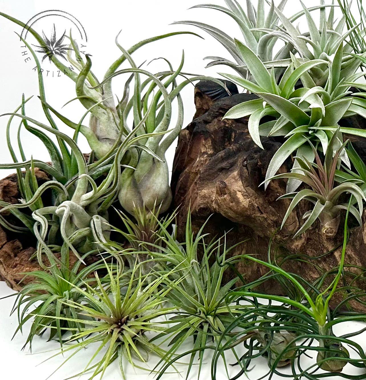 The Essentials - Air Plant Bundle (36 Plants)