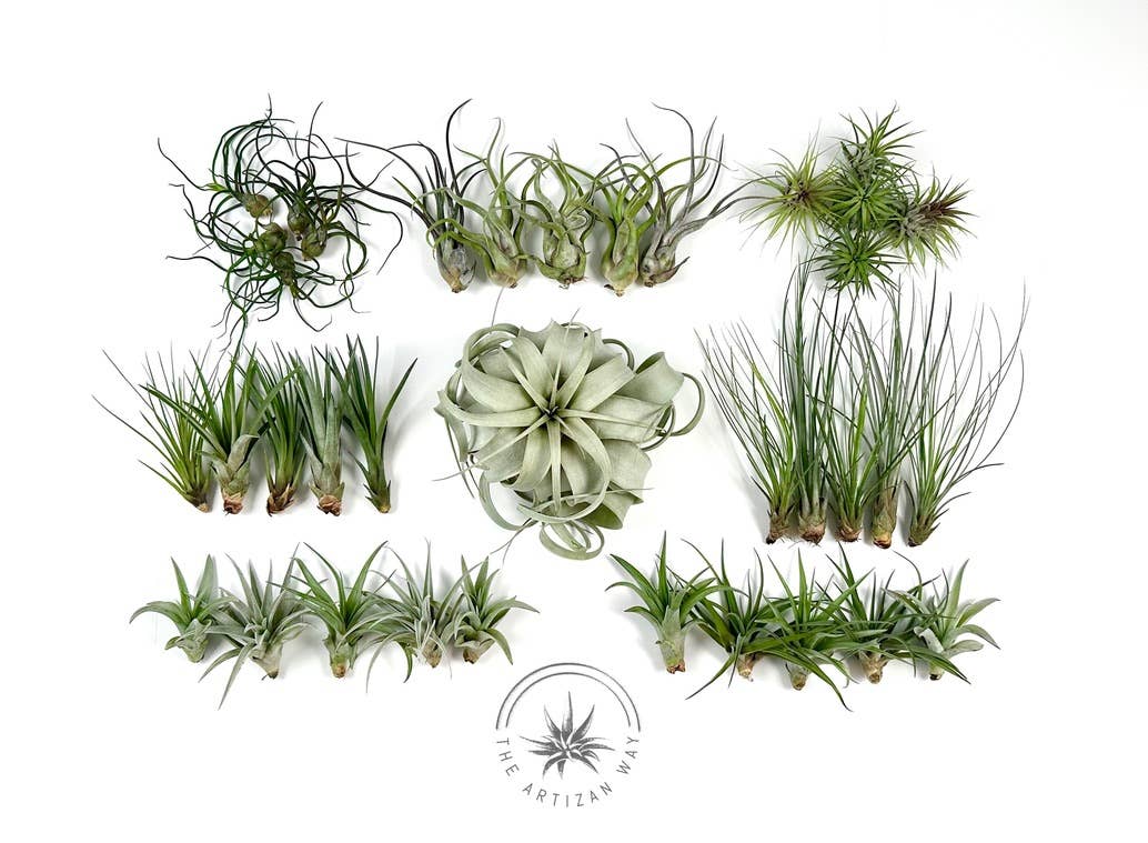 The Essentials - Air Plant Bundle (36 Plants)