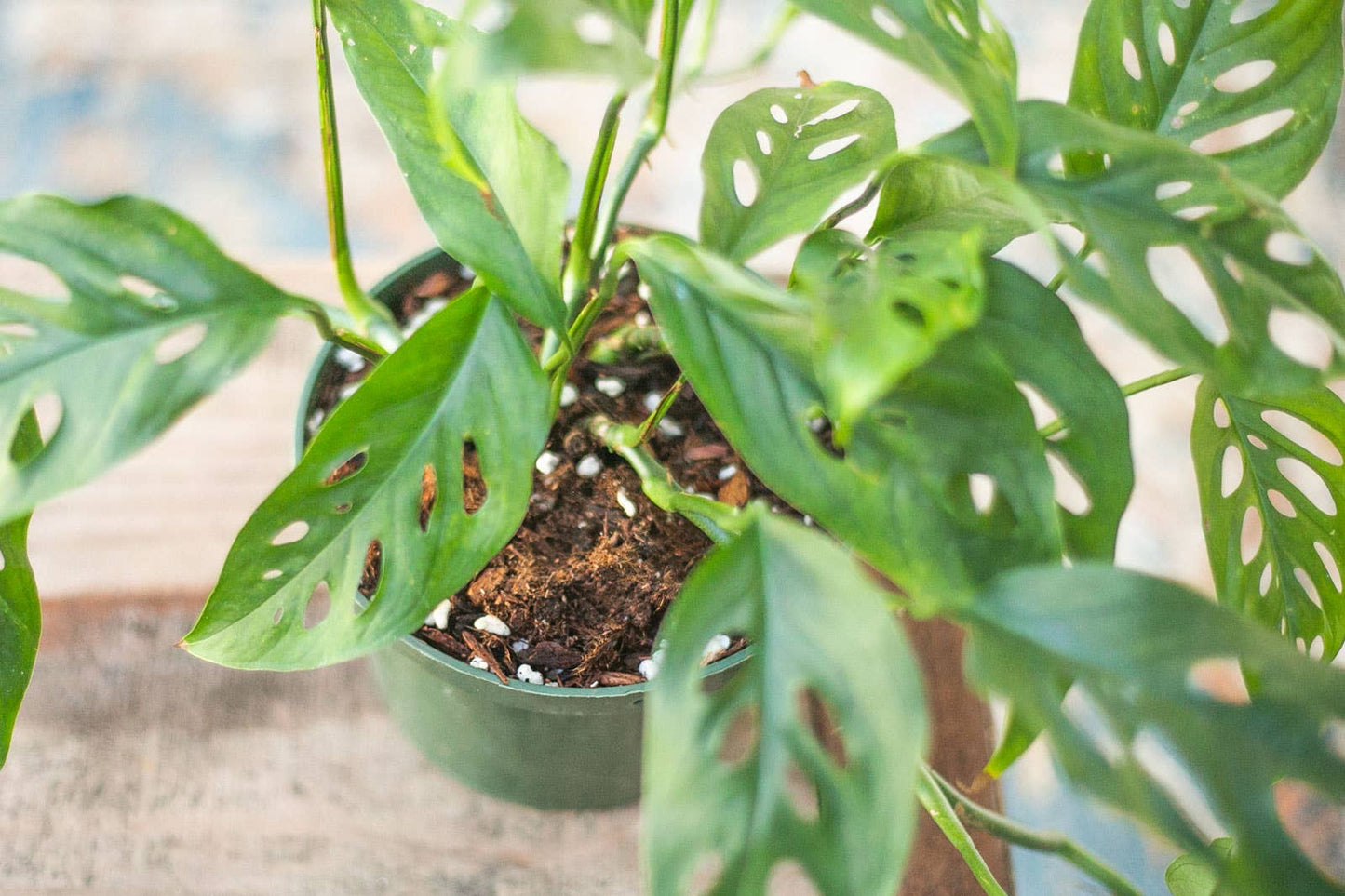 Houseplant & Aroid Mix 4 Qt