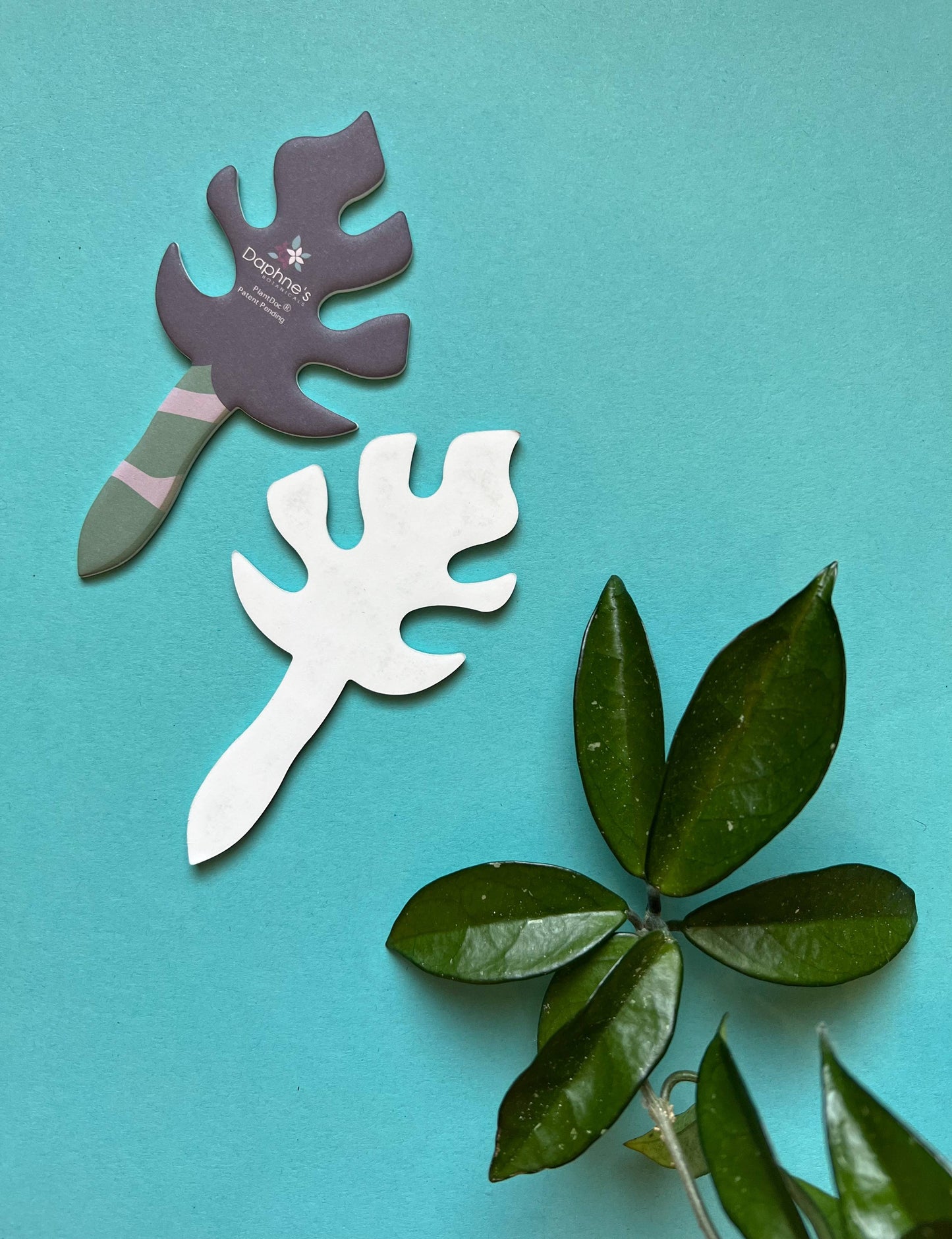 Single PlantDoc: Color-Change Watering Guide for Houseplants