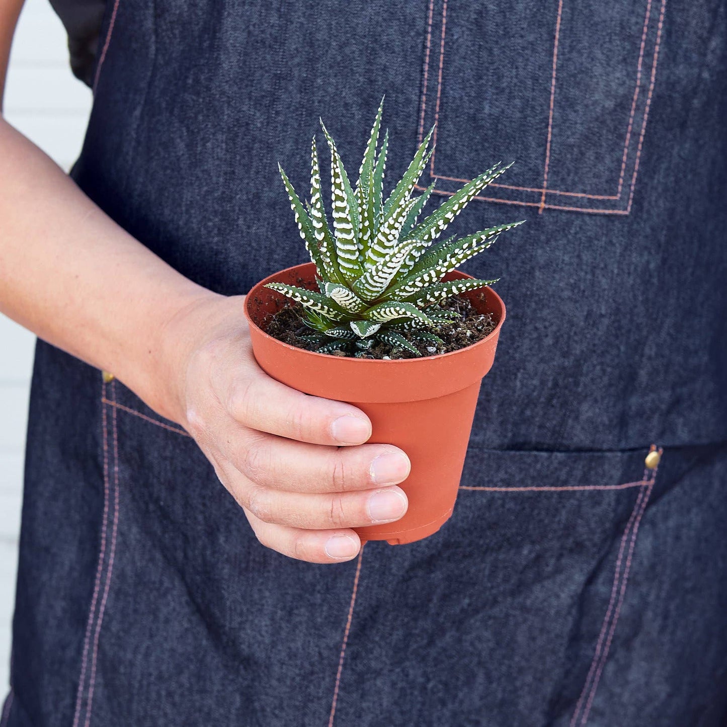 SUCCULENT HAWORTHIA ZEBRA 4-inch