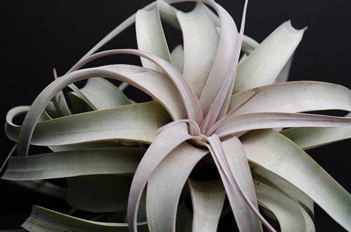 Tillandsia Xerographica - "Queen of Air Plants" | Live Plant: Medium: 6 Inch