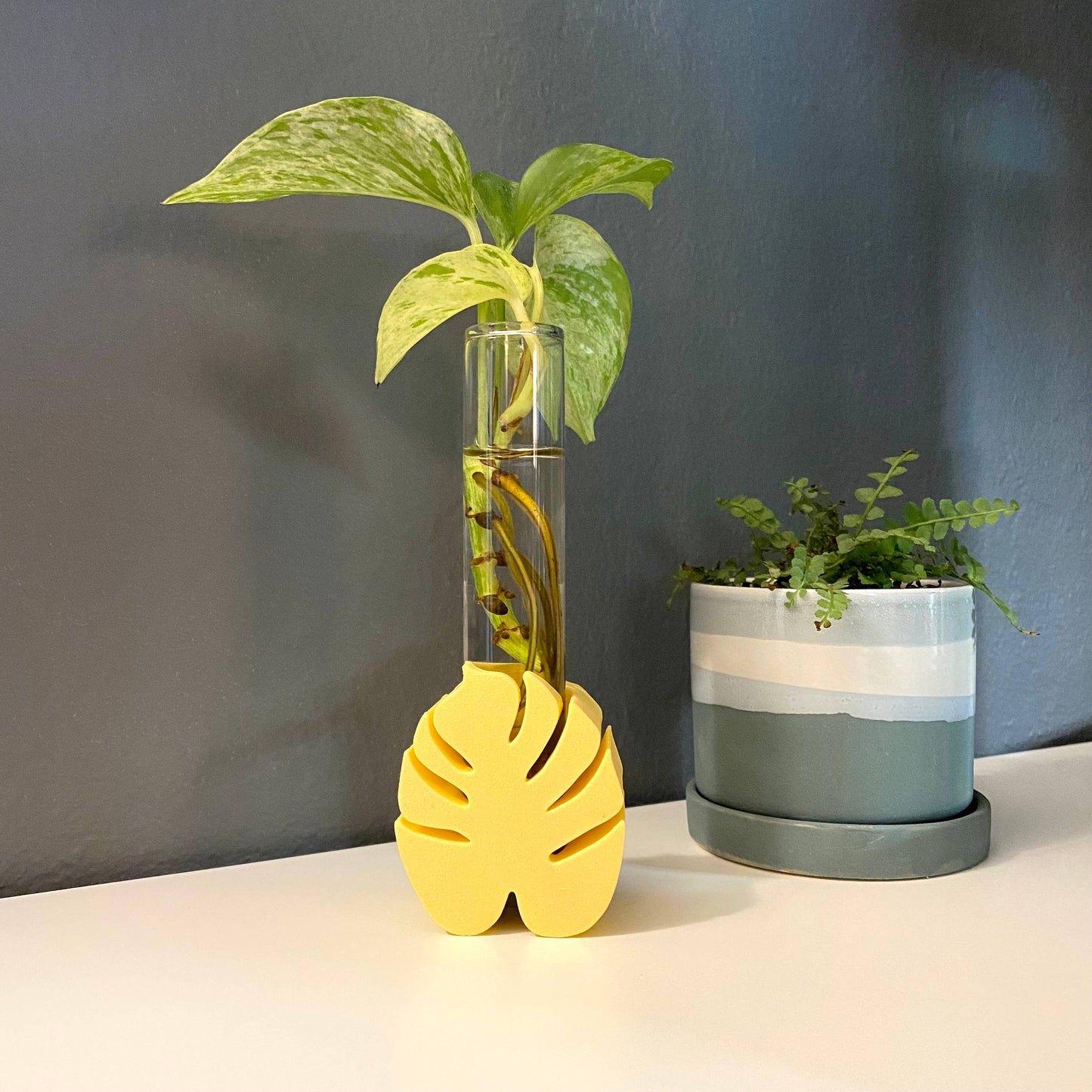 Monstera Propagation Station, 3D Printed Propagation Stand