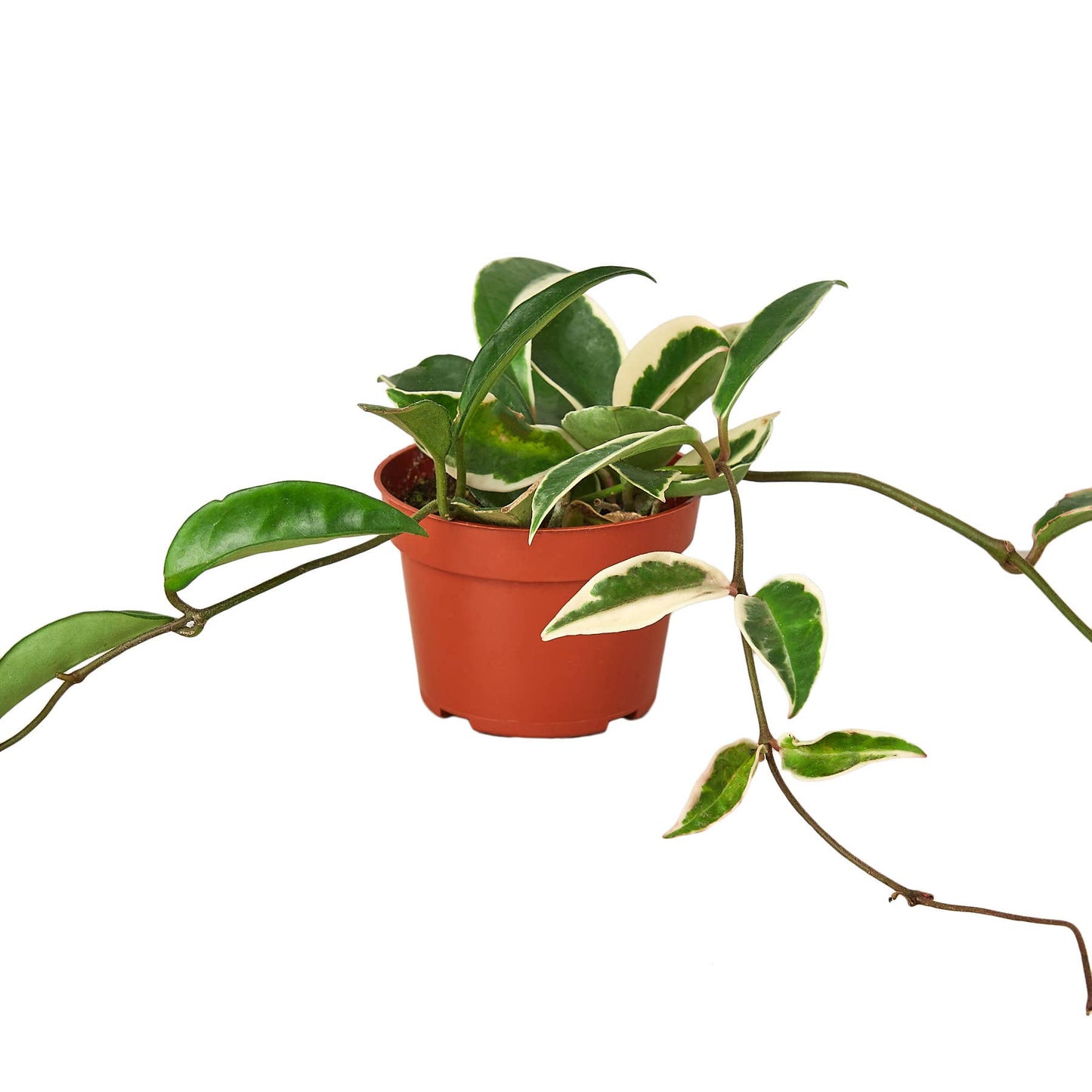 3.5” Hoya gracilis
