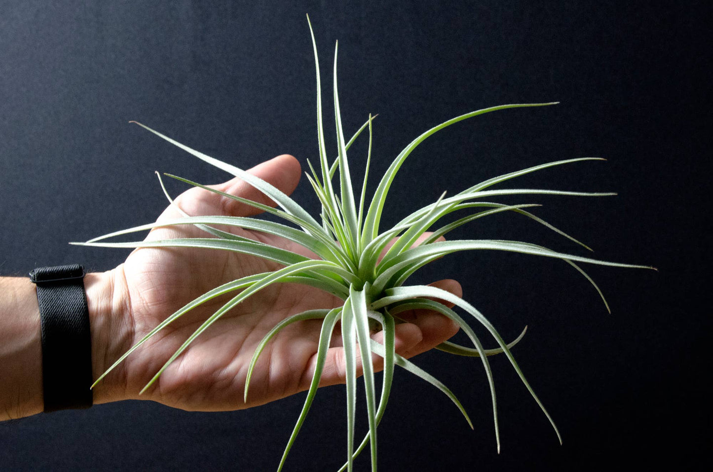 Tillandsia Pohliana | Live Air Plant: Med: 4-5 Inches (Tall/Wide)