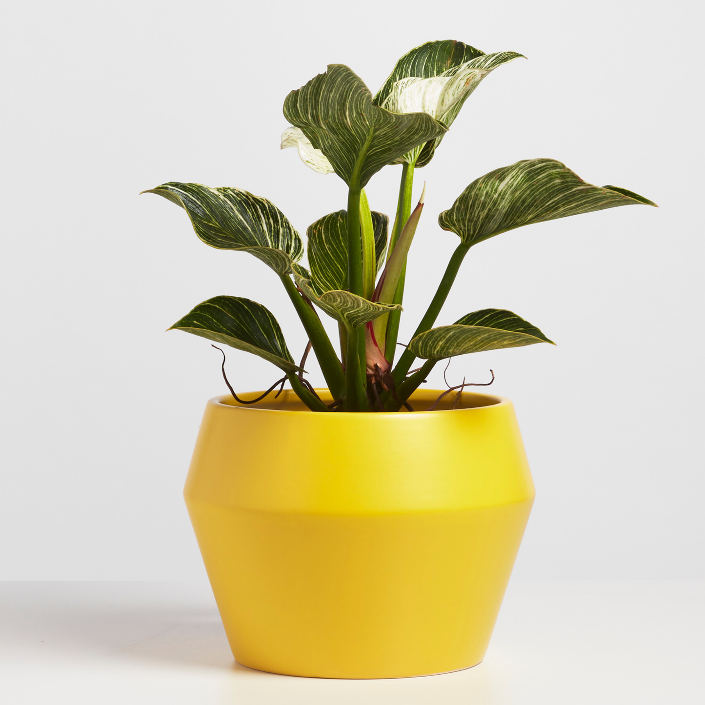 Modern Classic Planter, Ceramic 8"