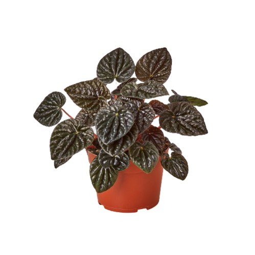 PEPEROMIA RIPPLE RED 4-inch
