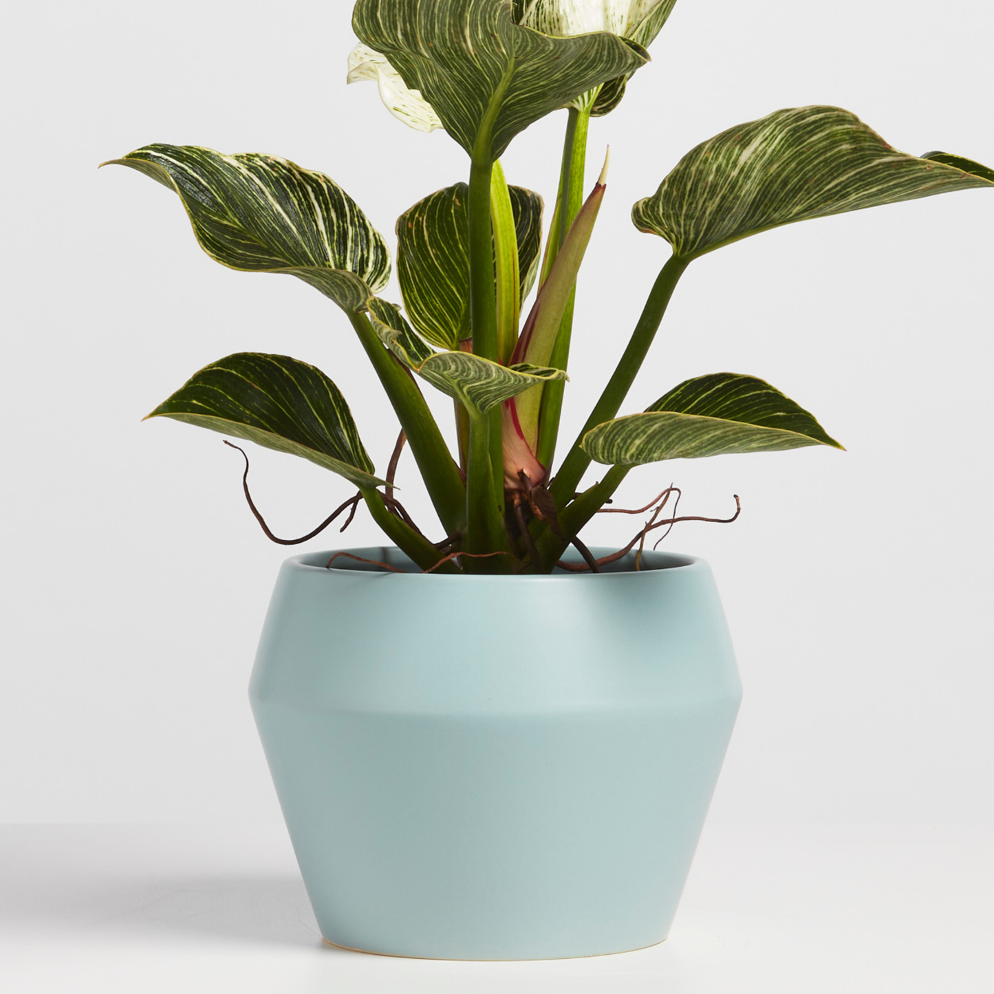 Modern Classic Planter, Ceramic 8"