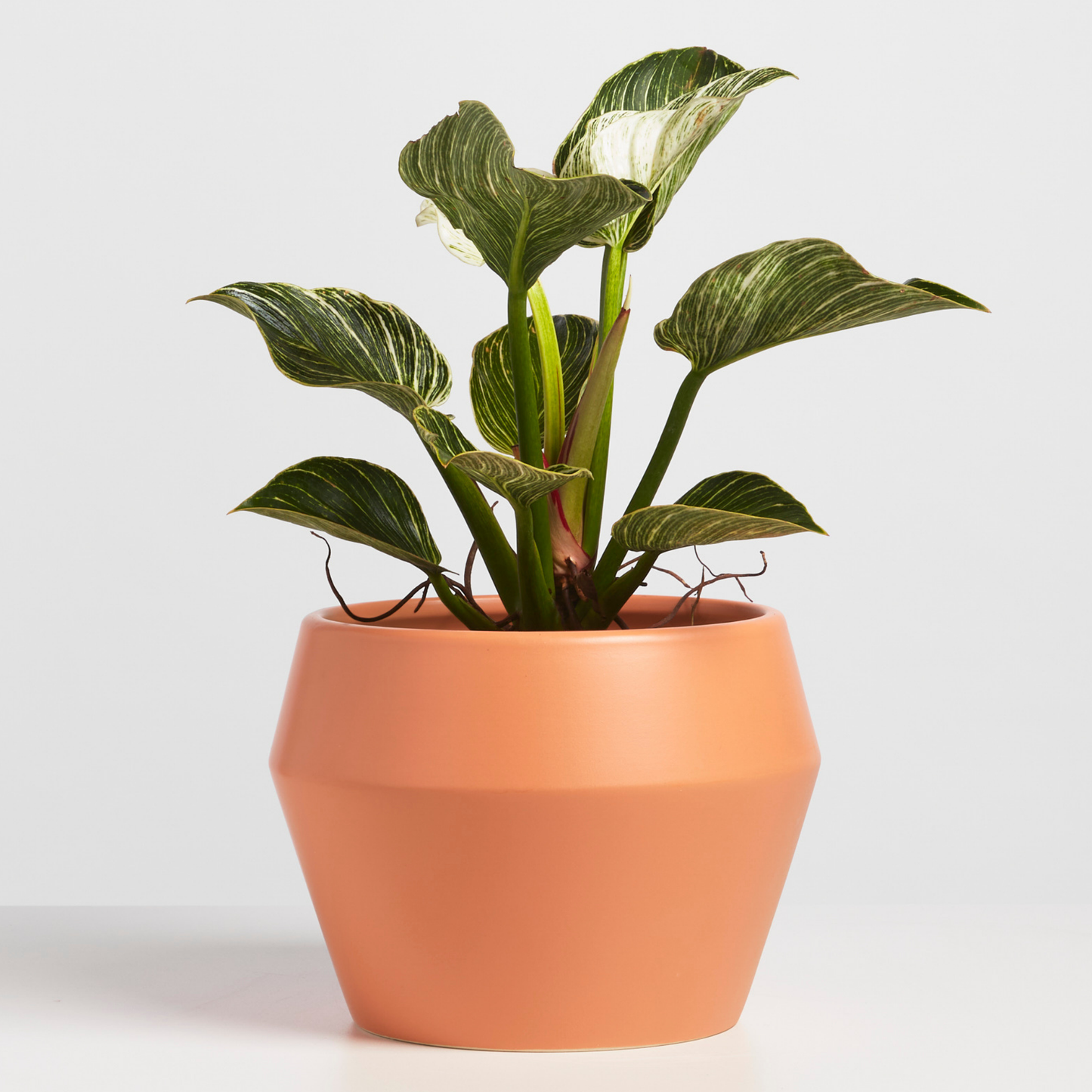 Modern Classic Planter, Ceramic 8"