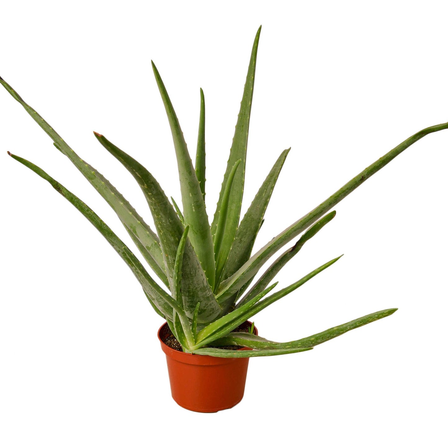 SUCCULENT ALOE VERA 4-inch