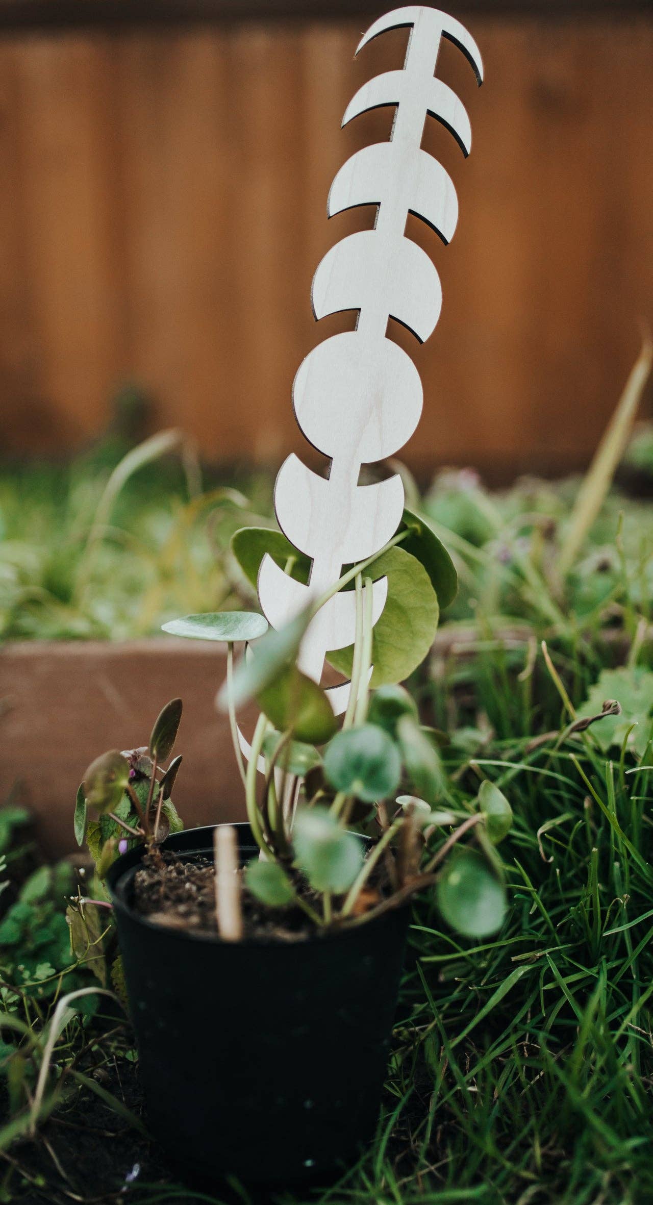 Moon Phase Plant Trellis