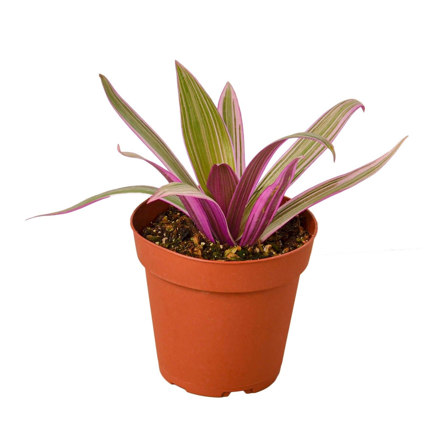 TRADESCANTIA MOSES IN THE CRADLE 4-inch