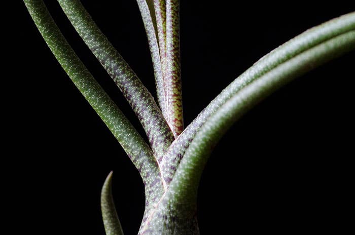 Tillandsia Butzii - Spotted Air Plant | Live Air Plant