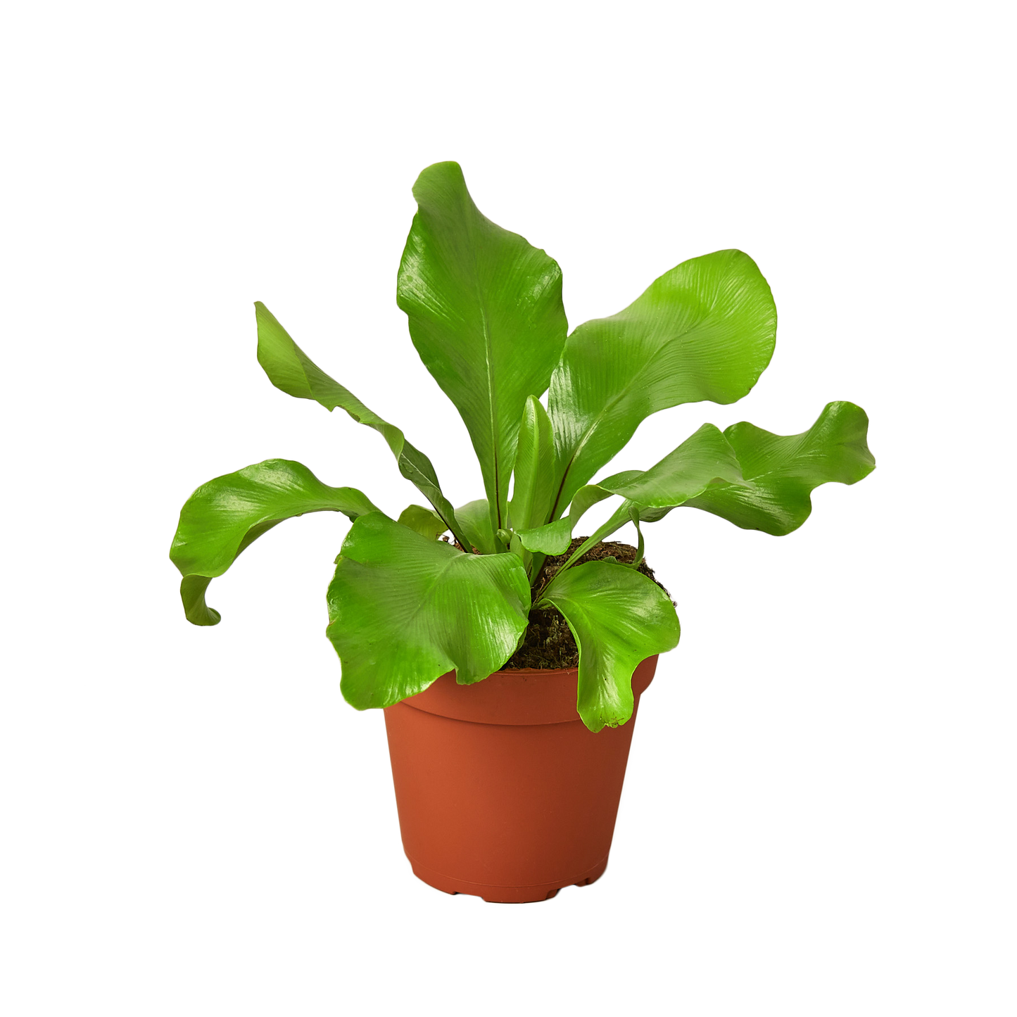 FERN NIDUS 4-inch