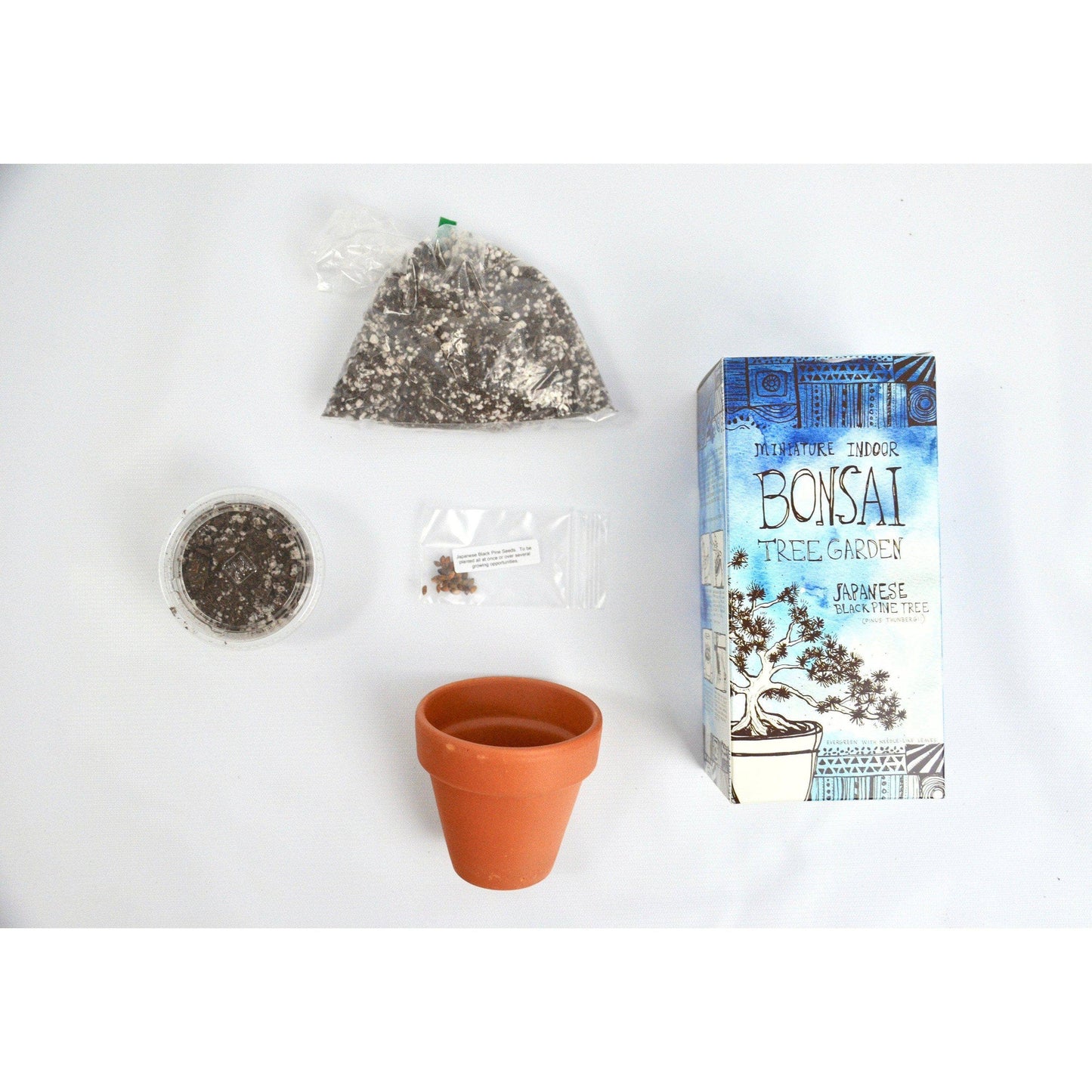 Bonsai Tree DIY Grow Kit - Japanese Black Pine