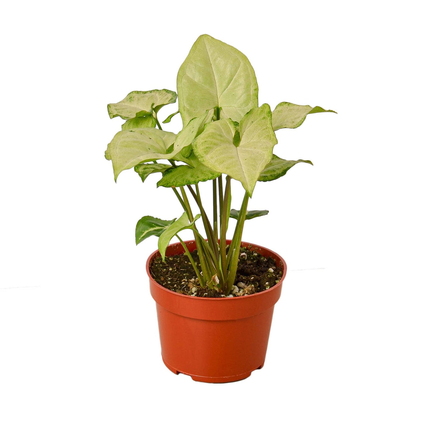 SYNGONIUM WHITE BUTTERFLY 4-inch