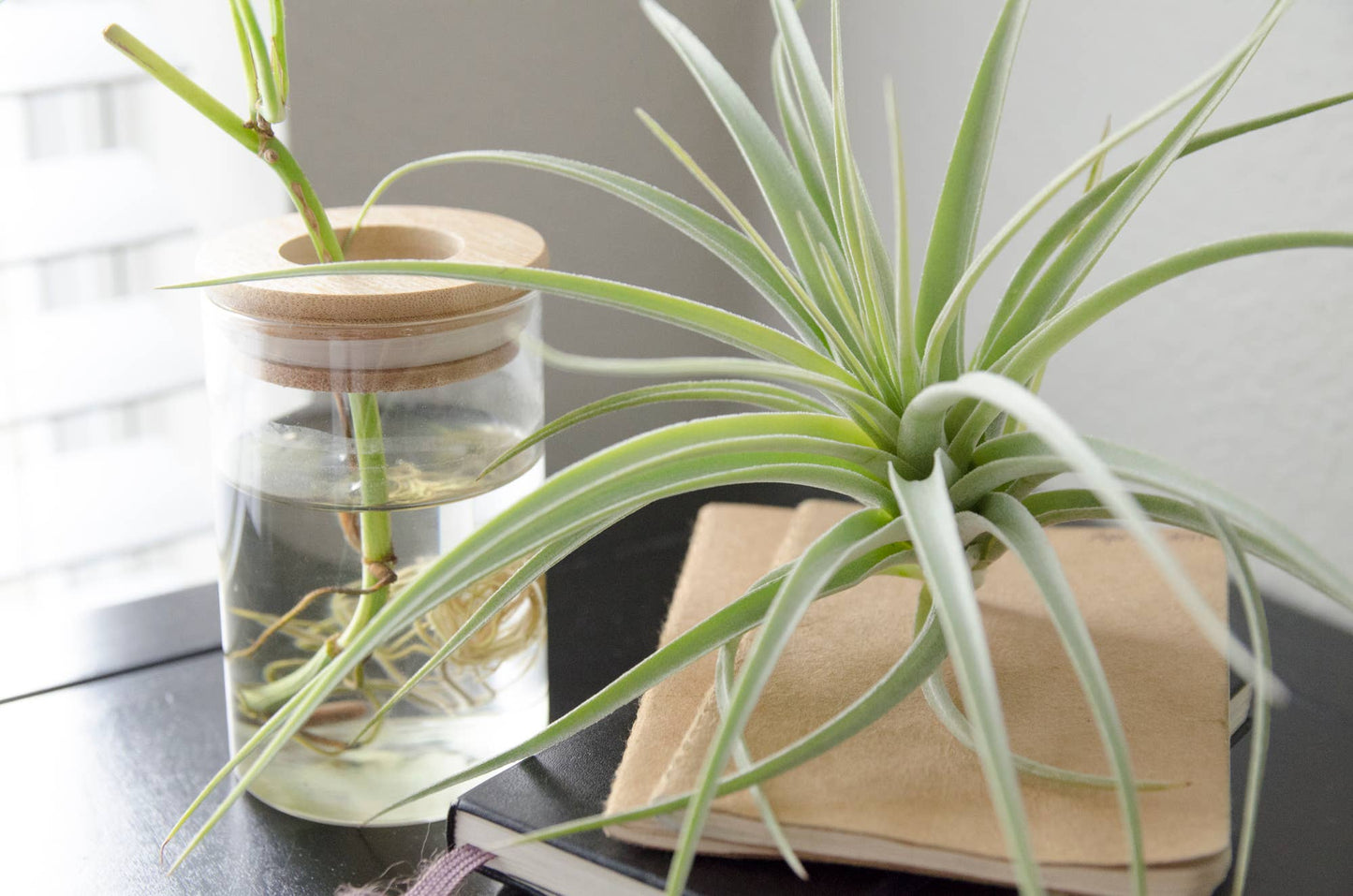 Tillandsia Pohliana | Live Air Plant: Med: 4-5 Inches (Tall/Wide)