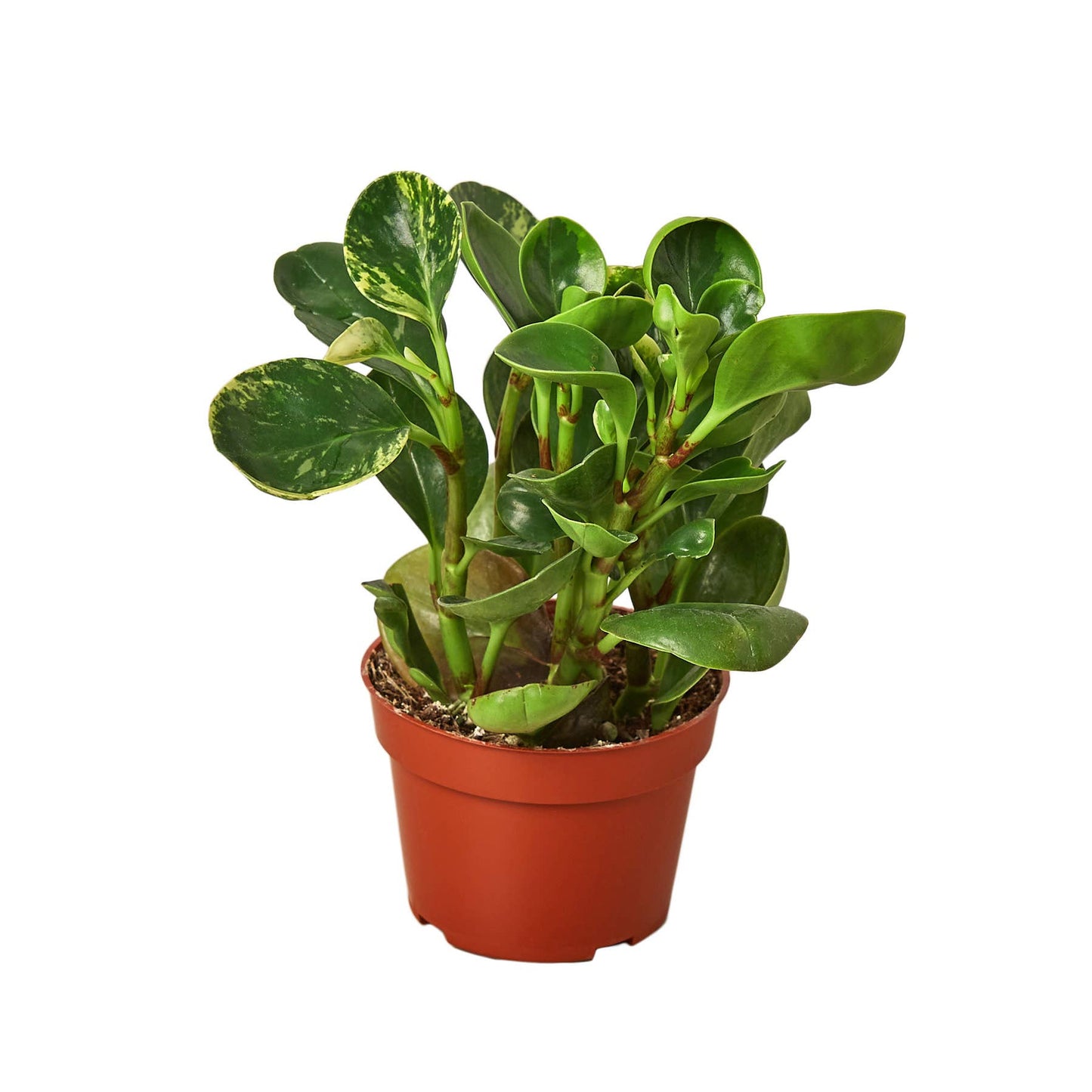 PEPEROMIA MARBLE 4-inch
